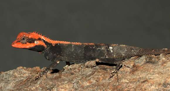 Image of Roux's Forest Calotes