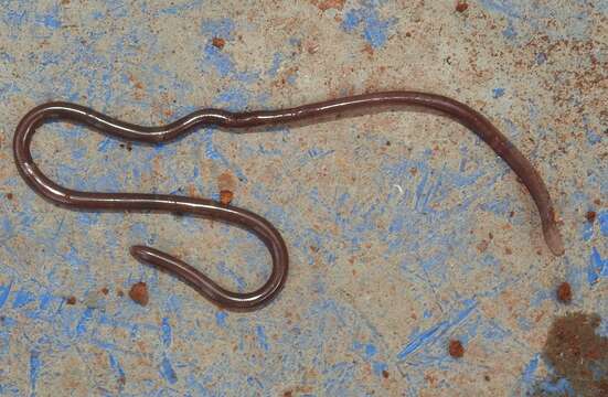 Image of Indotyphlops Hedges, Marion, Lipp, Marin & Vidal 2014