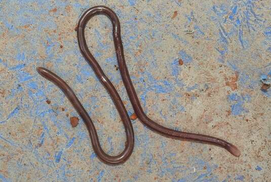 Image of Indotyphlops Hedges, Marion, Lipp, Marin & Vidal 2014