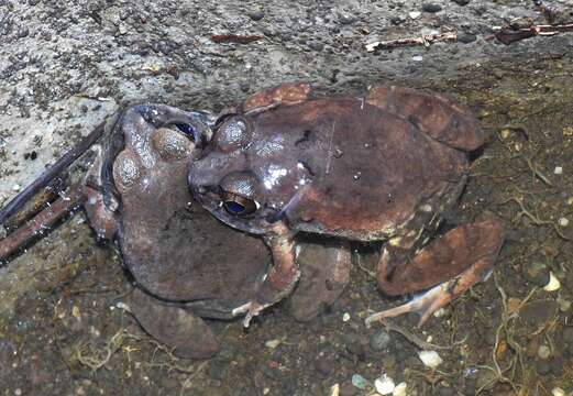 Image of Sphaerotheca dobsonii (Boulenger 1882)