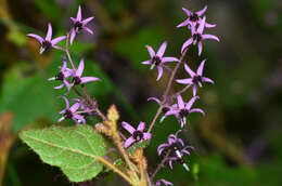 Image of Lasiopetalum floribundum Benth.