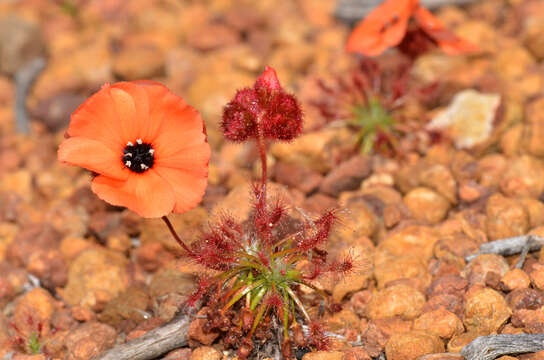 Imagem de Drosera barbigera Planch.