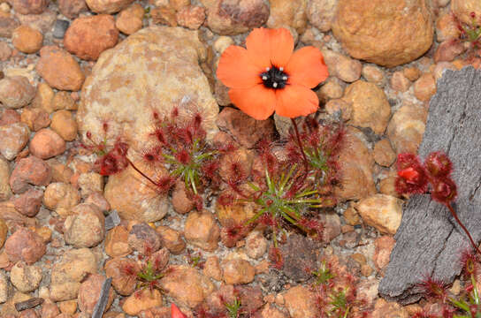 Imagem de Drosera barbigera Planch.