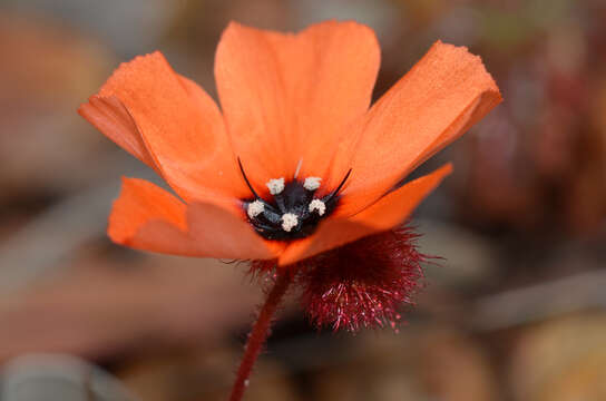 Imagem de Drosera barbigera Planch.