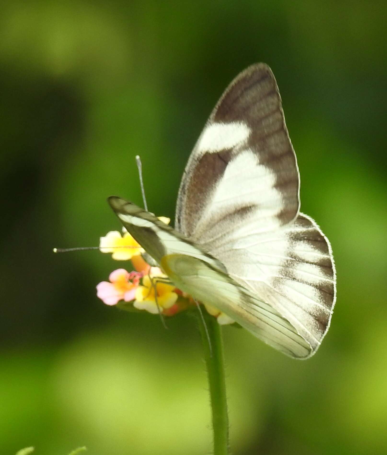 Image of Western Striped Albatross