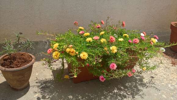 Image of Moss-rose Purslane