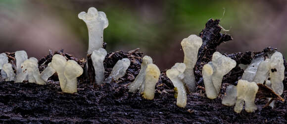 Imagem de Calocera