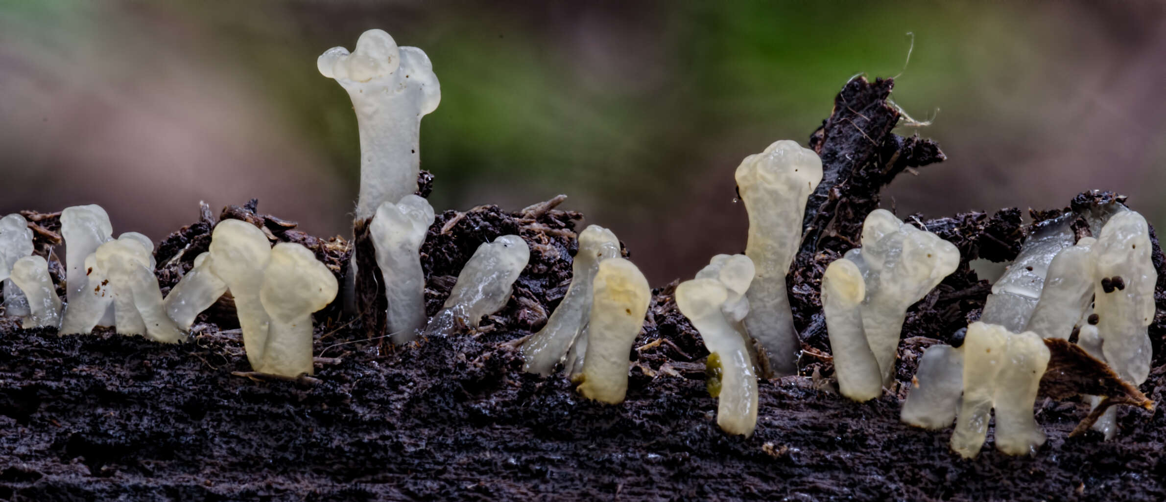 Image of Calocera