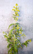 Image of Yellow Loosestrife