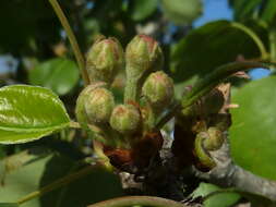 Plancia ëd Pyrus communis L.