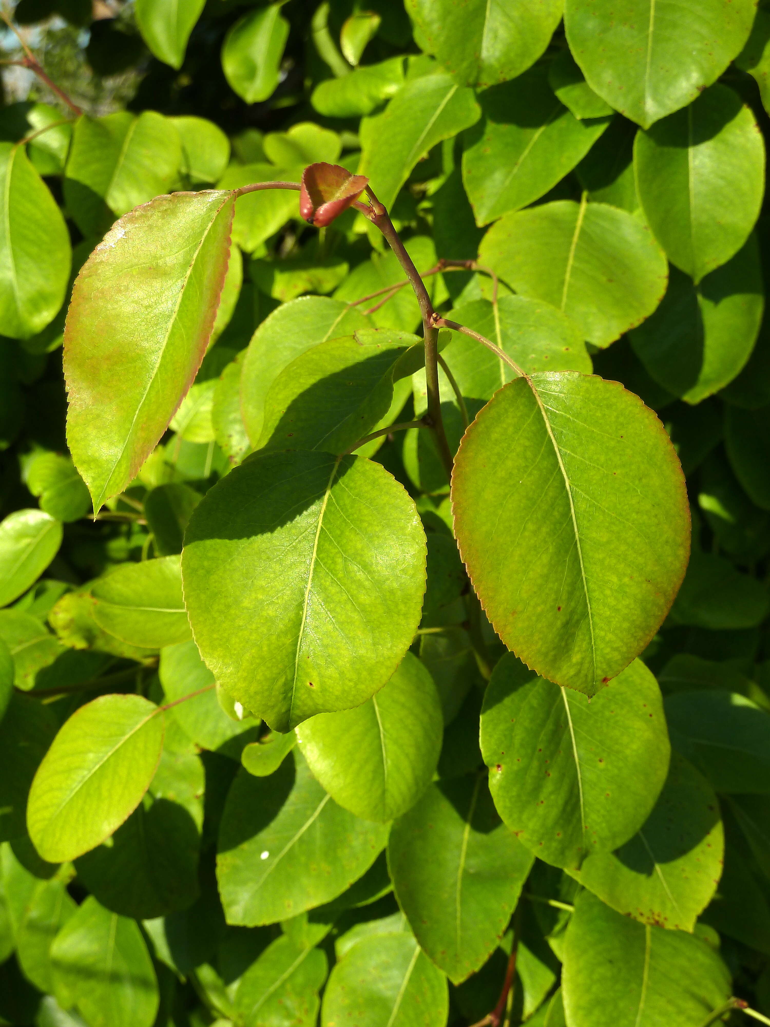 Image of European Pear