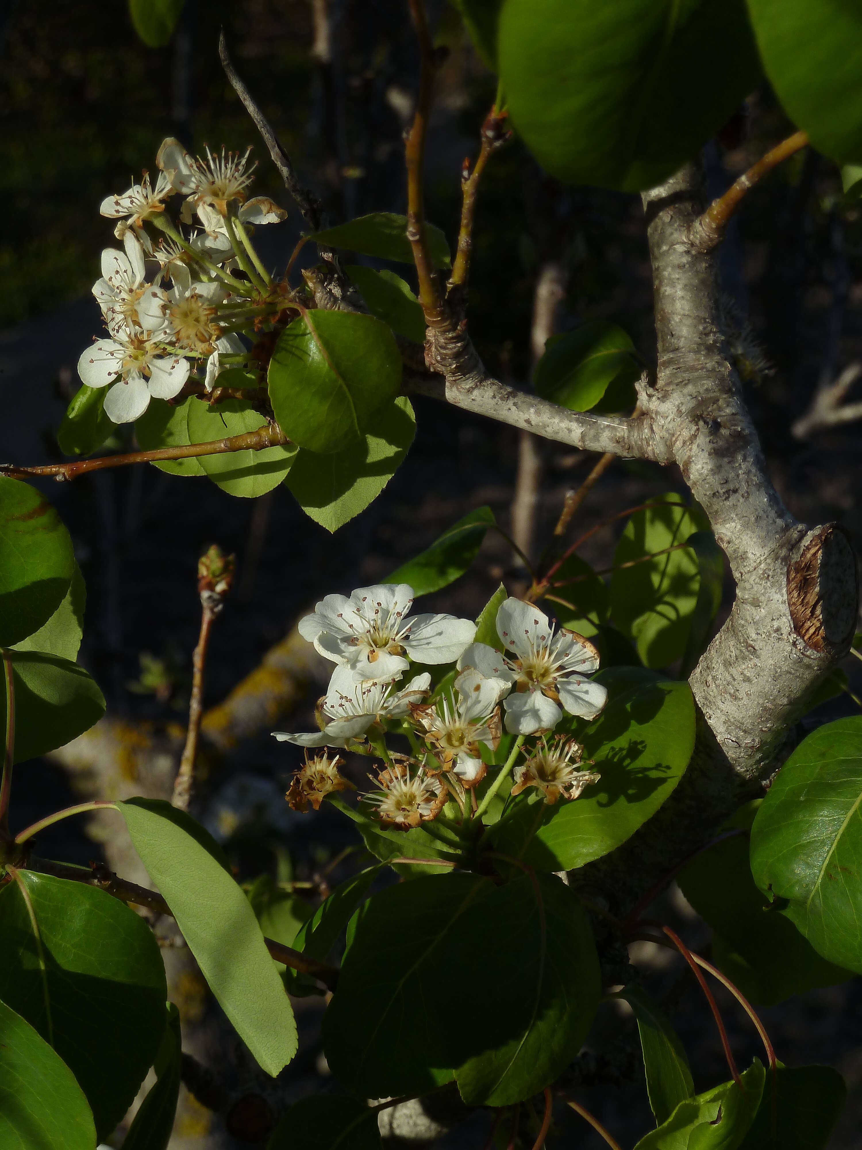 Image of European Pear