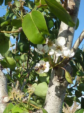 Image of European Pear