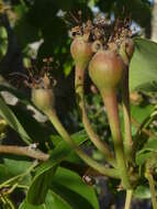 Image of European Pear