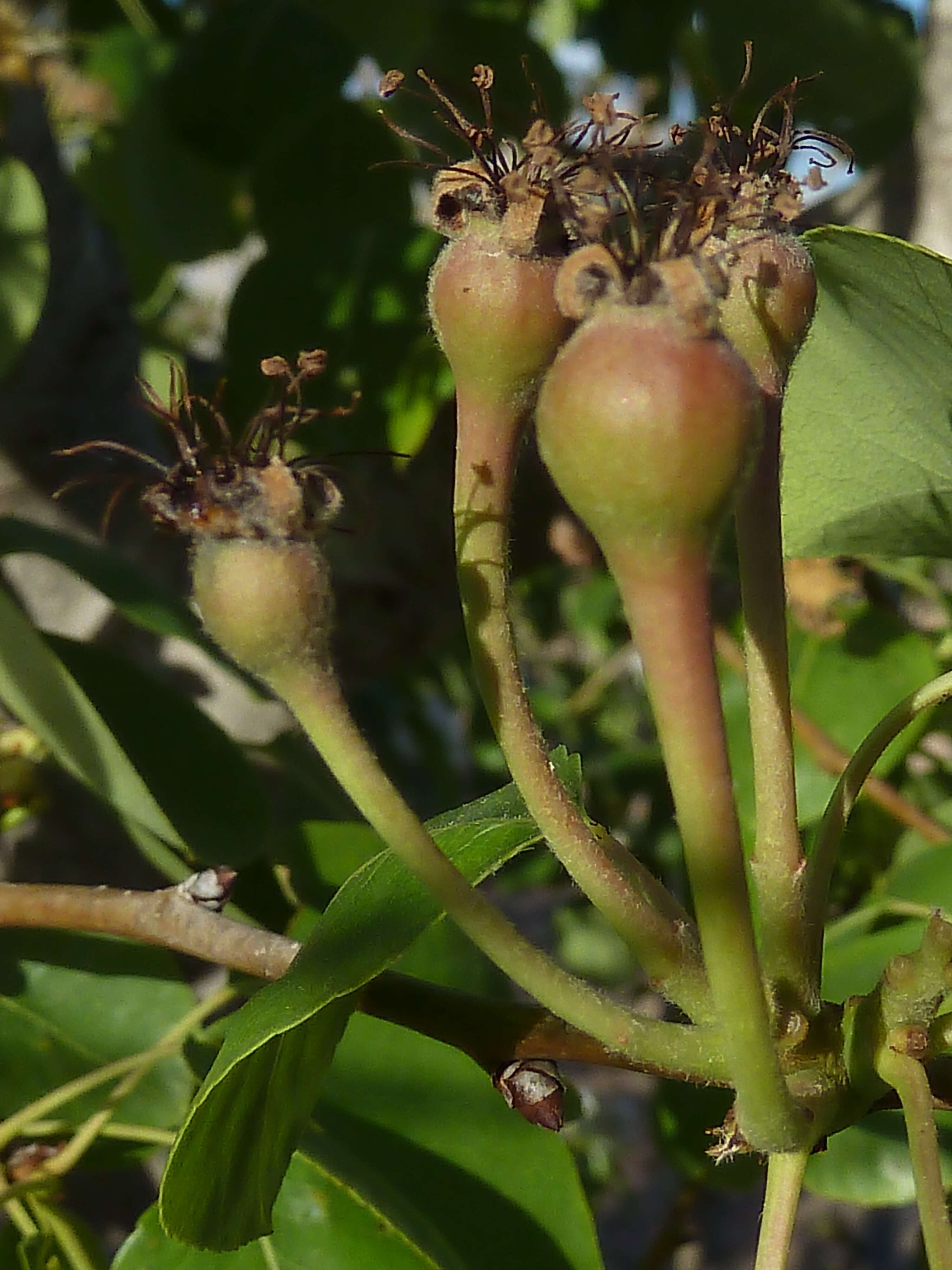 Plancia ëd Pyrus communis L.