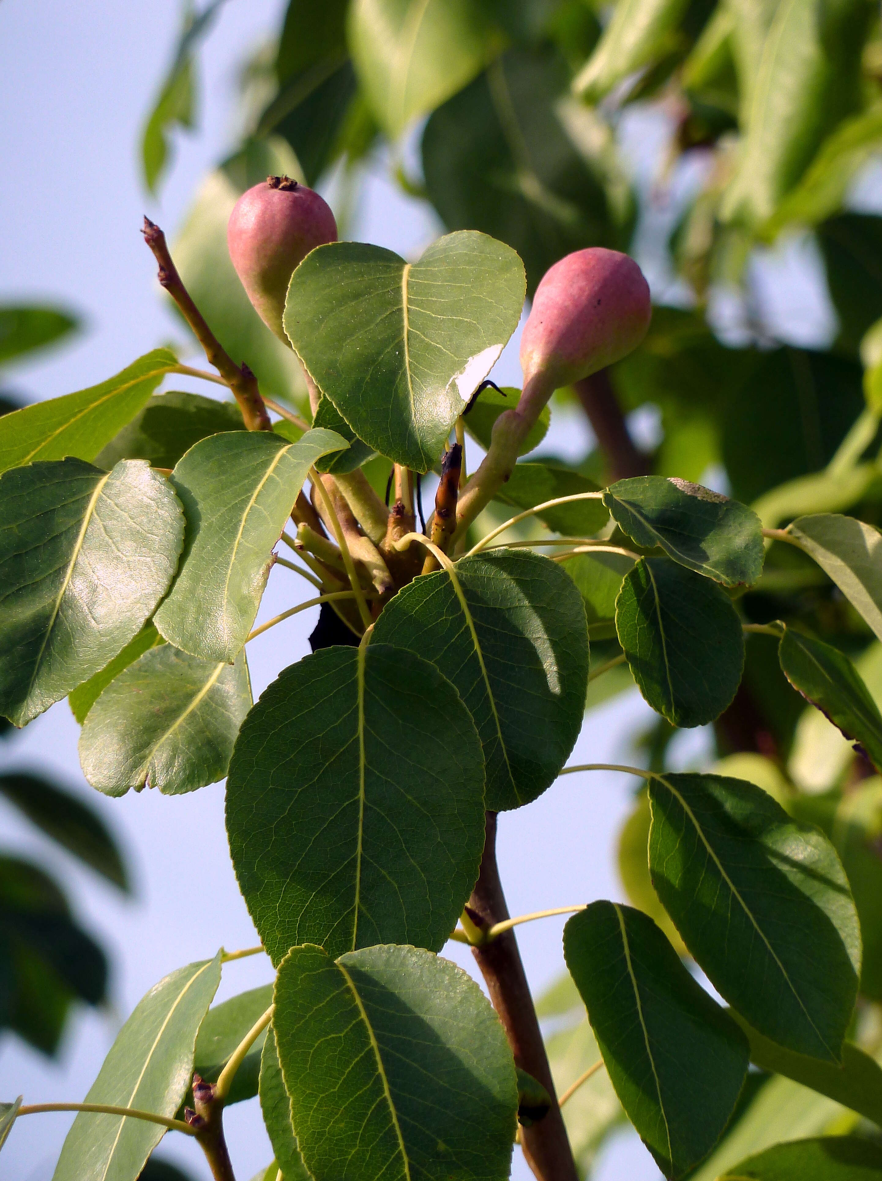 Image of European Pear