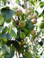 Image of European Pear