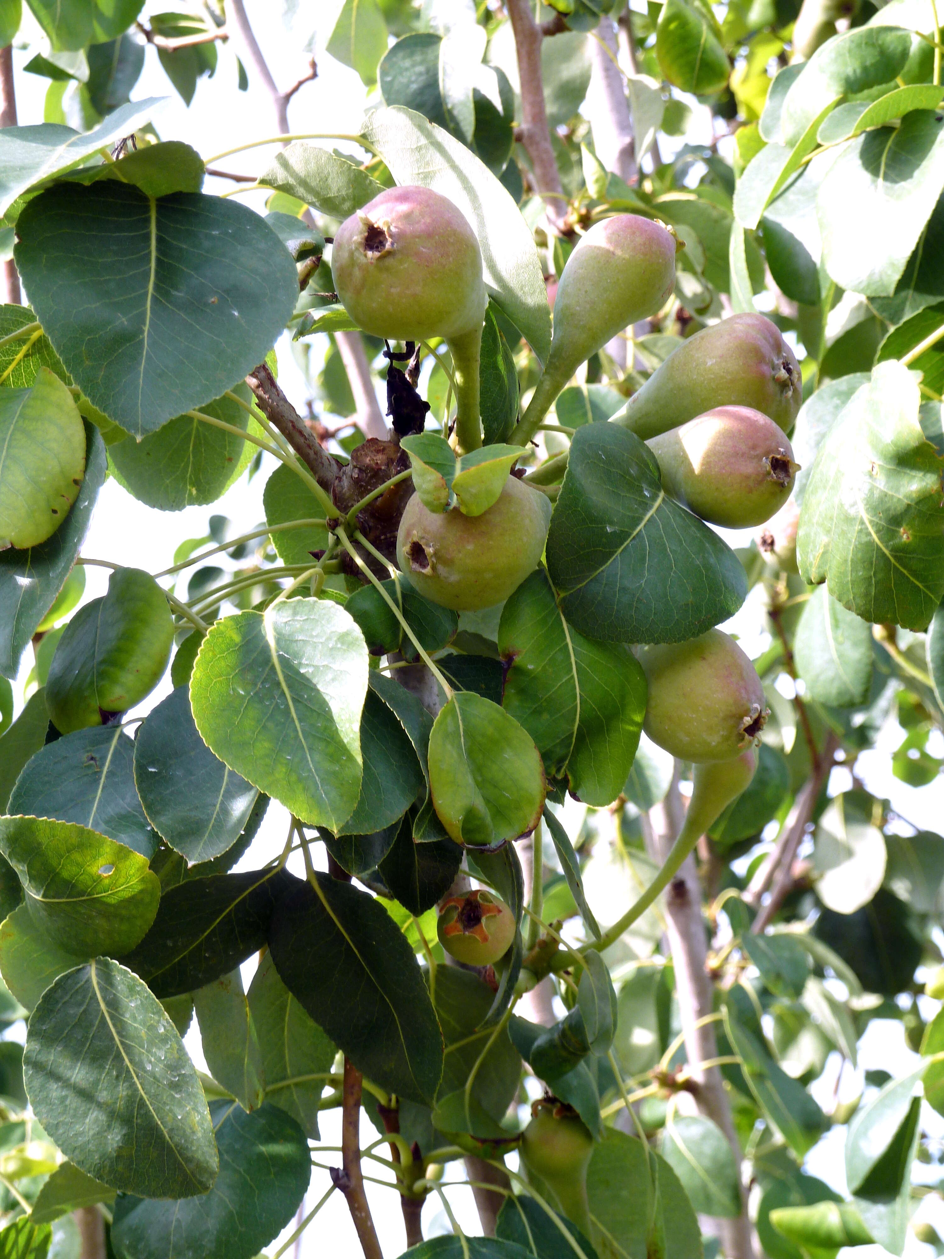 Plancia ëd Pyrus communis L.