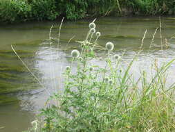 Image of tall globethistle