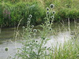 Image of tall globethistle