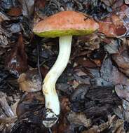 Image of Aureoboletus auriporus (Peck) Pouzar 1957