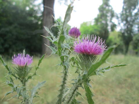 Слика од Carduus acanthoides L.