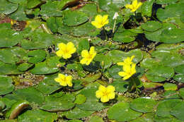 Image of yellow floatingheart