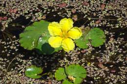 Image of yellow floatingheart