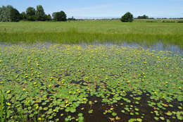 Image of yellow floatingheart