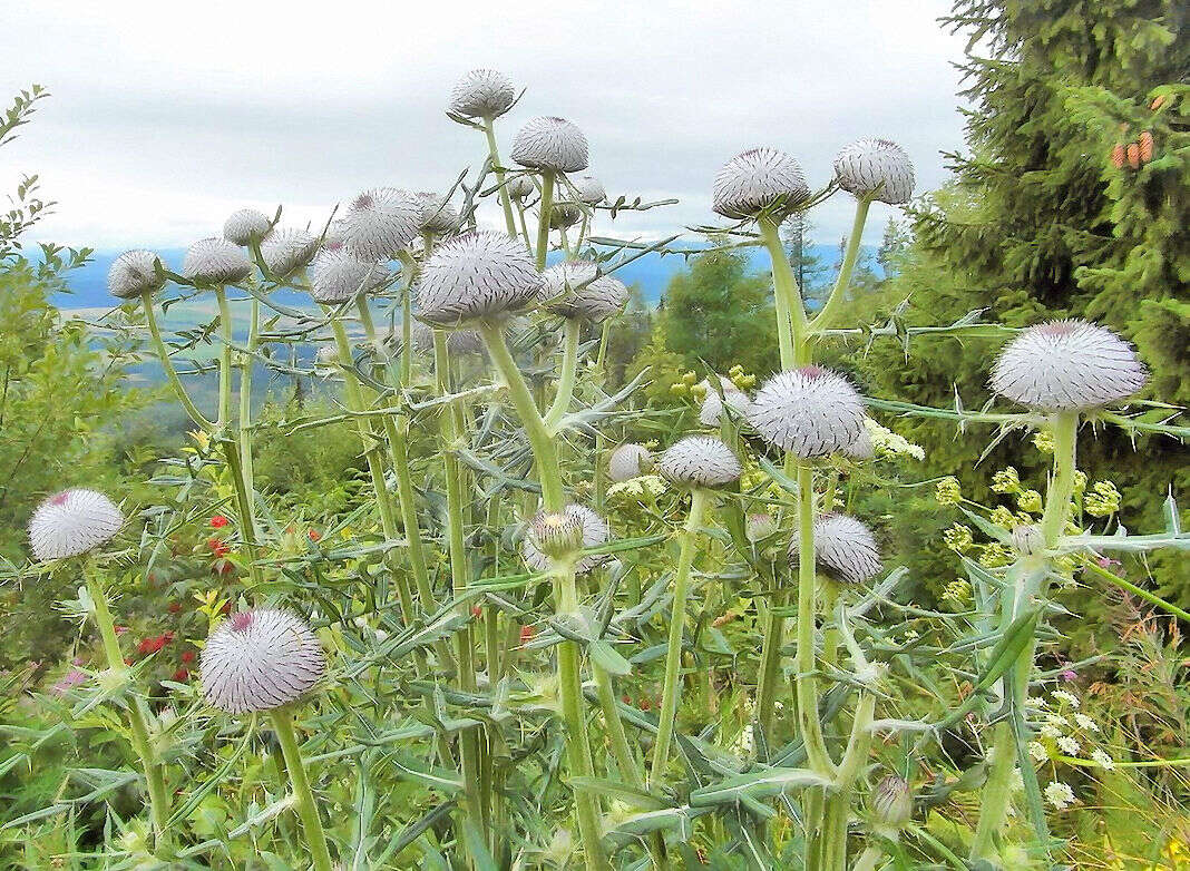 Image of woolly thistle