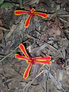 Image de Etlingera littoralis (J. Koenig) Giseke