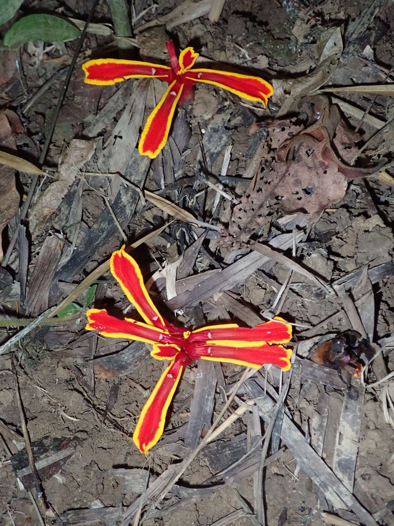 Image of Etlingera littoralis (J. Koenig) Giseke