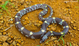 Image of Barred Wolf Snake