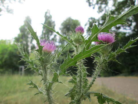 Слика од Carduus acanthoides L.