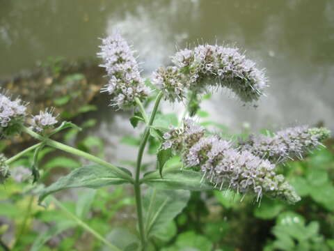 Imagem de Mentha longifolia (L.) Huds.