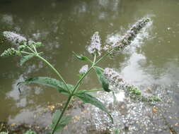 Image of Horse Mint