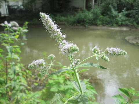 Imagem de Mentha longifolia (L.) Huds.