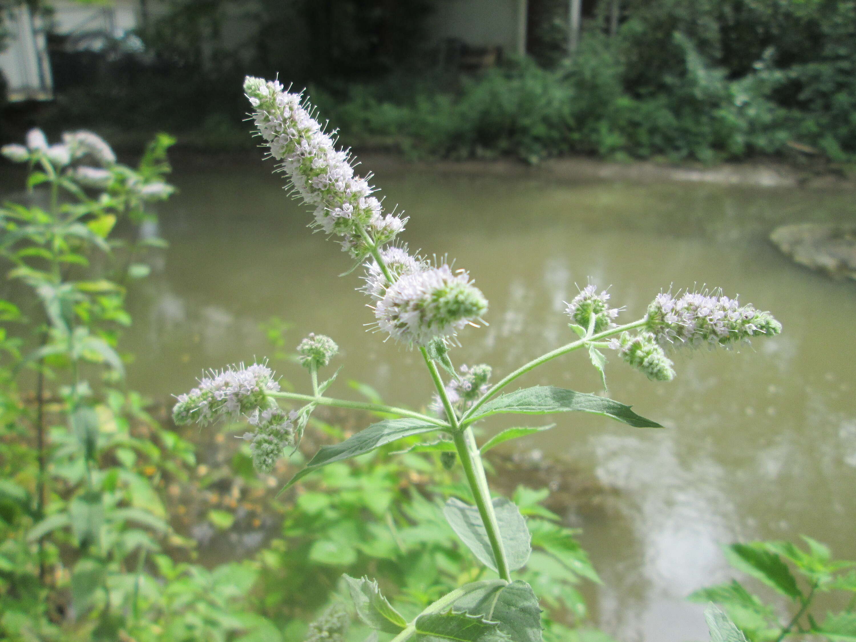 Image of Horse Mint