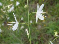 Image of Branched St Bernard's lily