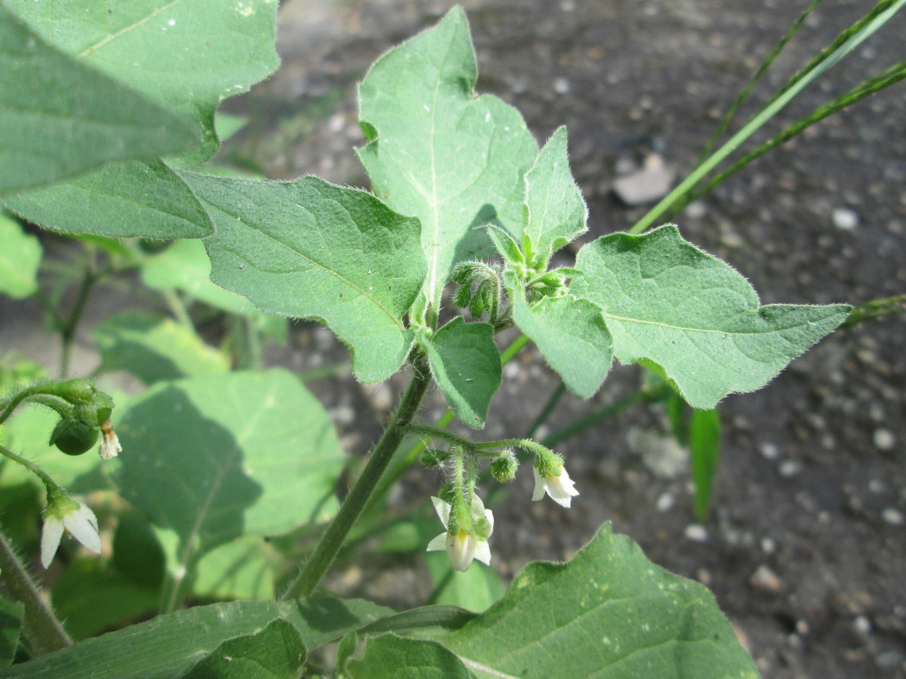 Image of hoe nightshade