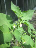 Image of hoe nightshade