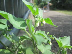 Image of hoe nightshade