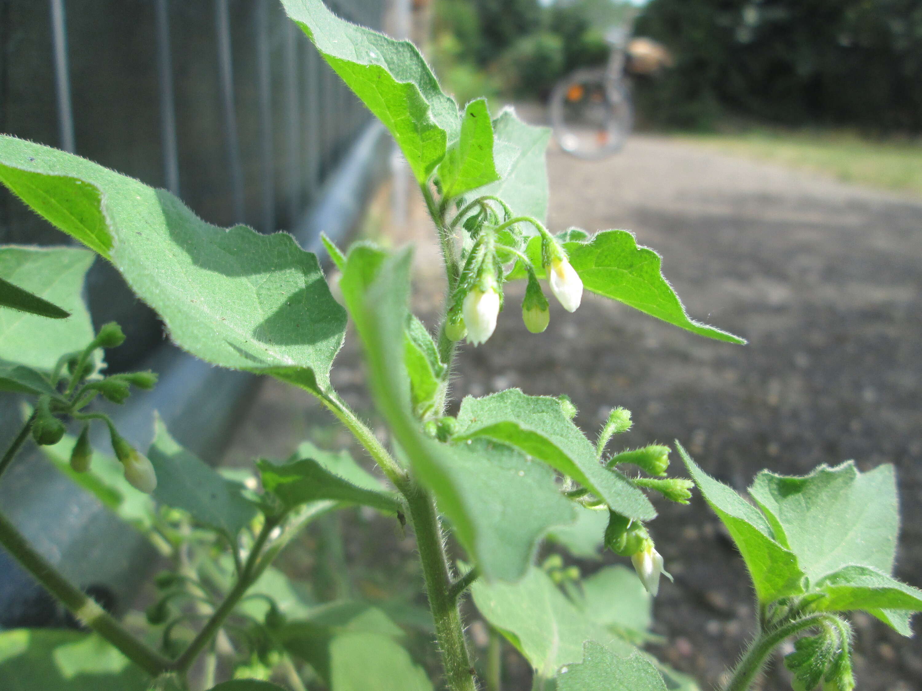 Image of hoe nightshade