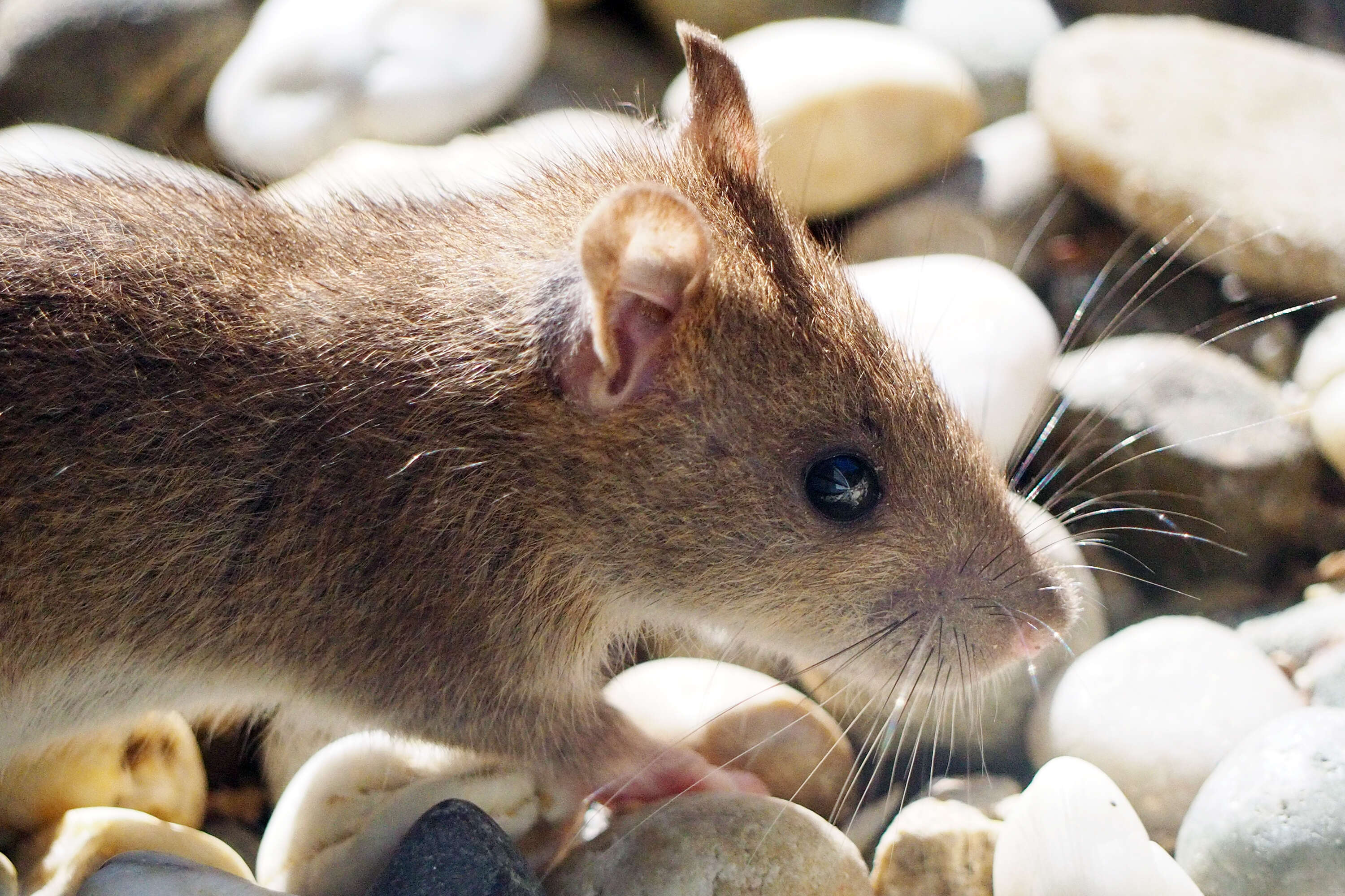 Image of Brown Rat