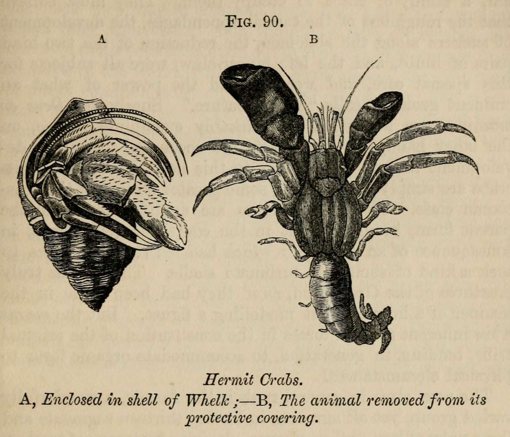 Image of Hermit Crabs