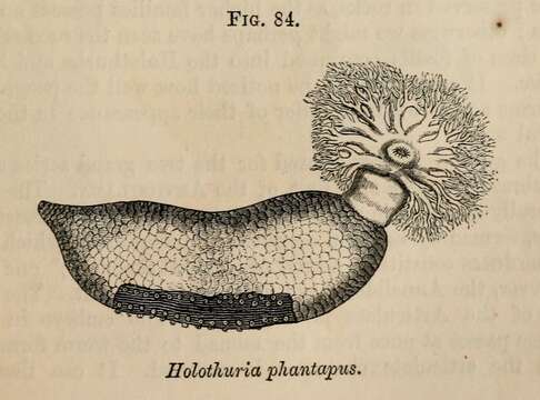 Image of Sea cucumber