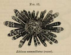 Image de Echinus Linnaeus 1758