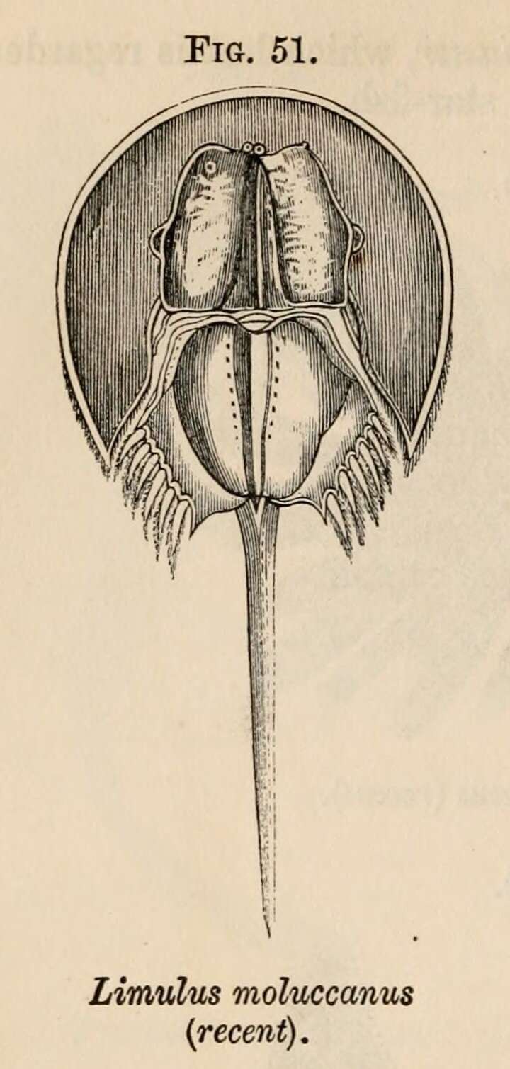 Image of Merostomes