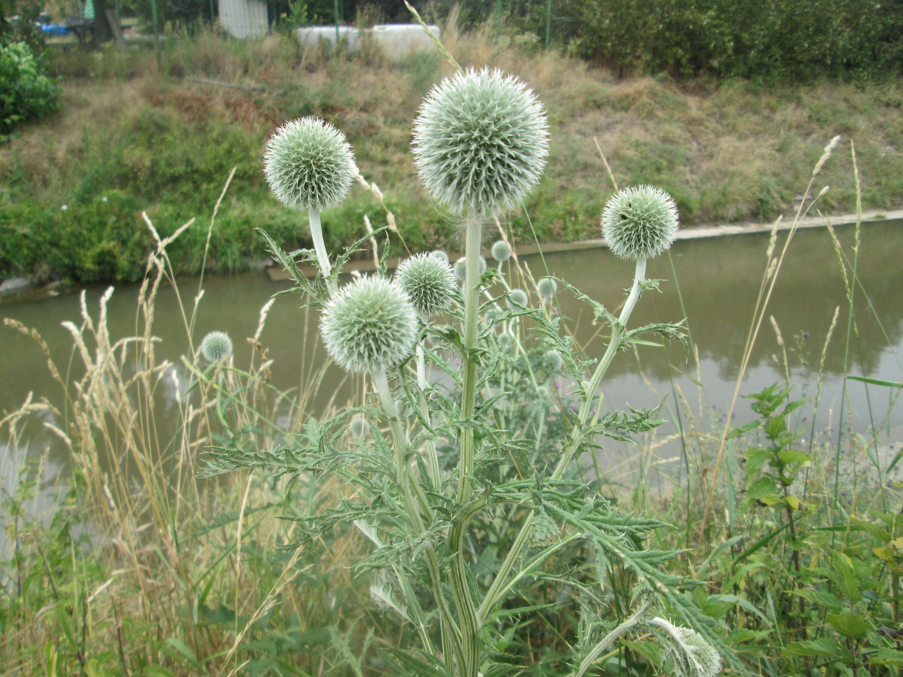 Image of tall globethistle