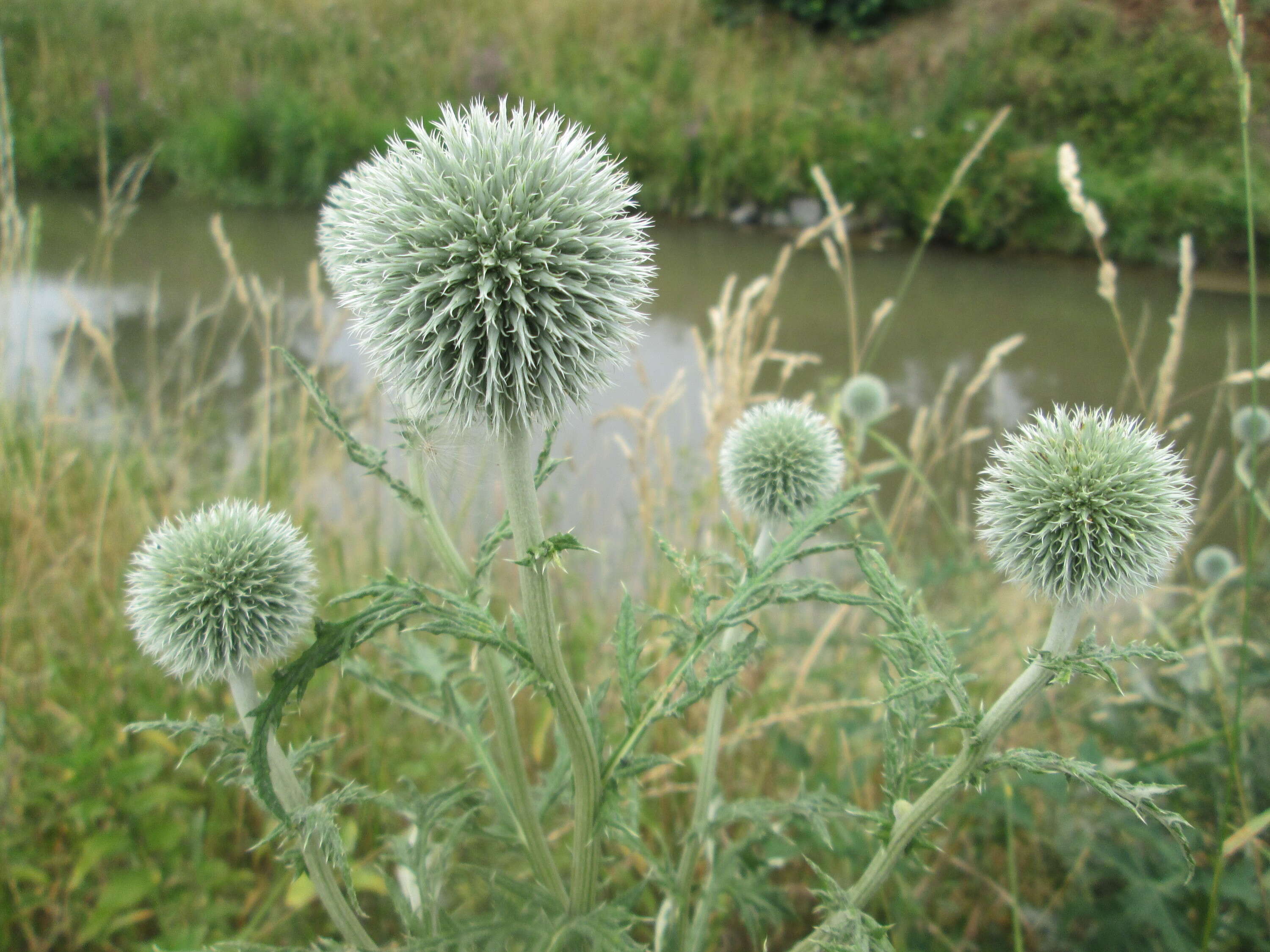 Image of tall globethistle